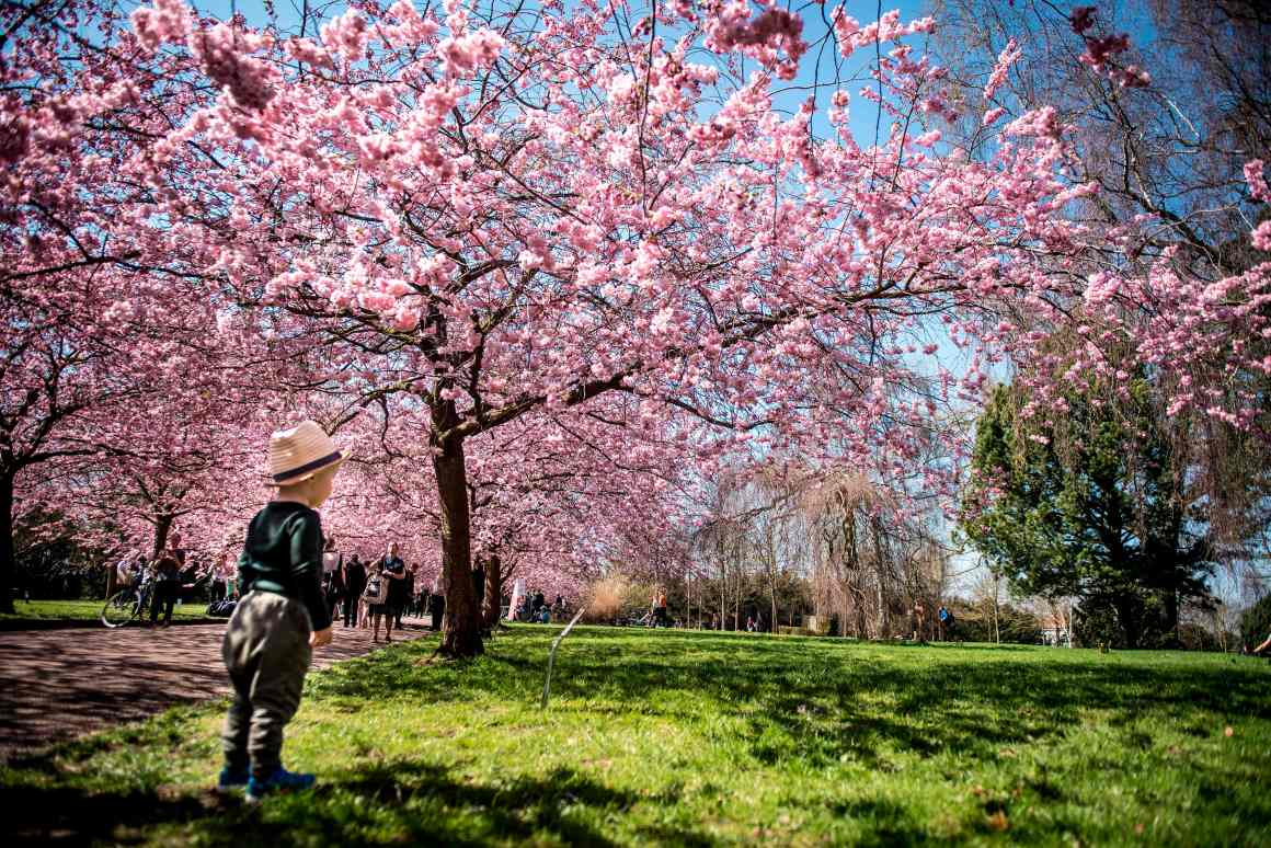 Japanese cherry trees stand in full bloom as people young and old visit the Bispebjerg Cemetery in Copenhagen, Denmark, on April 20th, 2018.