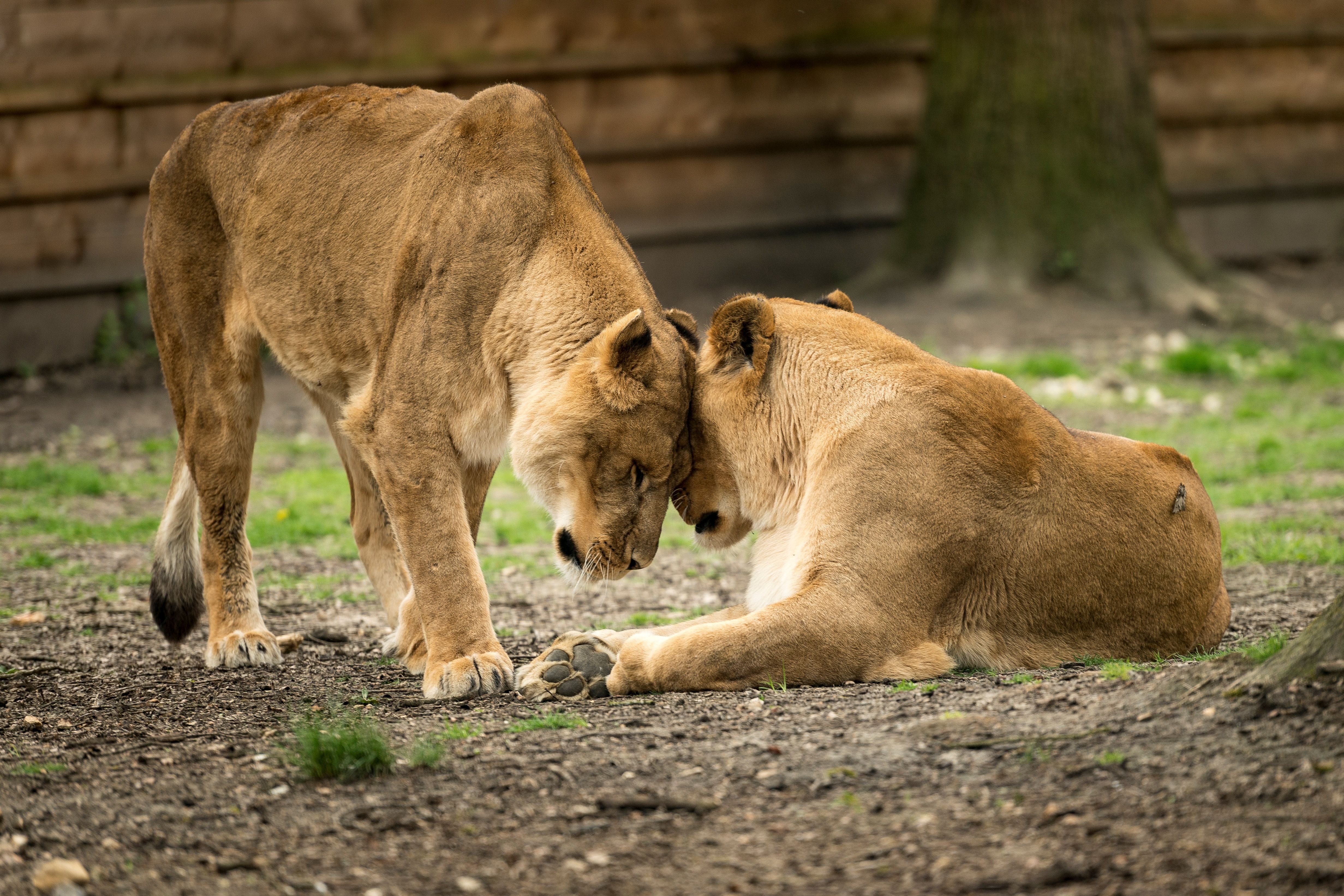 Lions play in their enclosure at the Thoiry Zoo and Park, in Thoiry, west of Paris, on April 23rd, 2018.