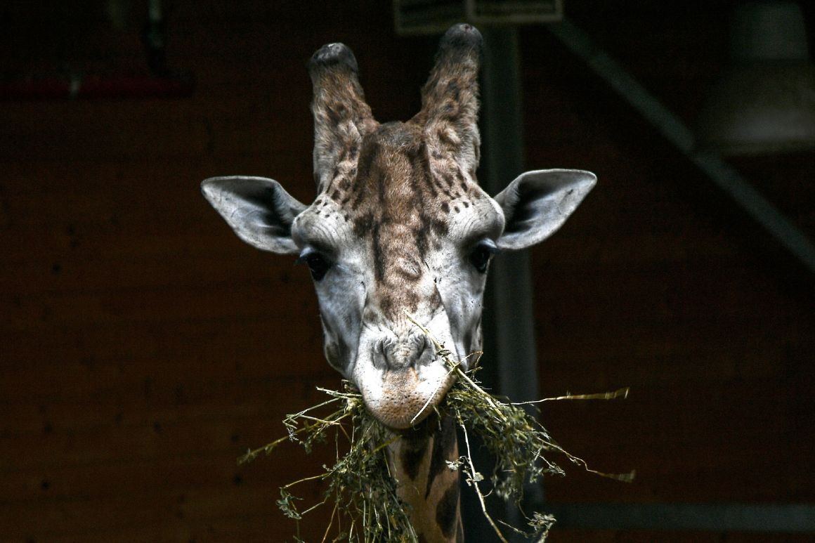 A giraffe eats on May 3rd, 2018, at the Zoom Torino zoo in Cumiana, Italy, near Turin.