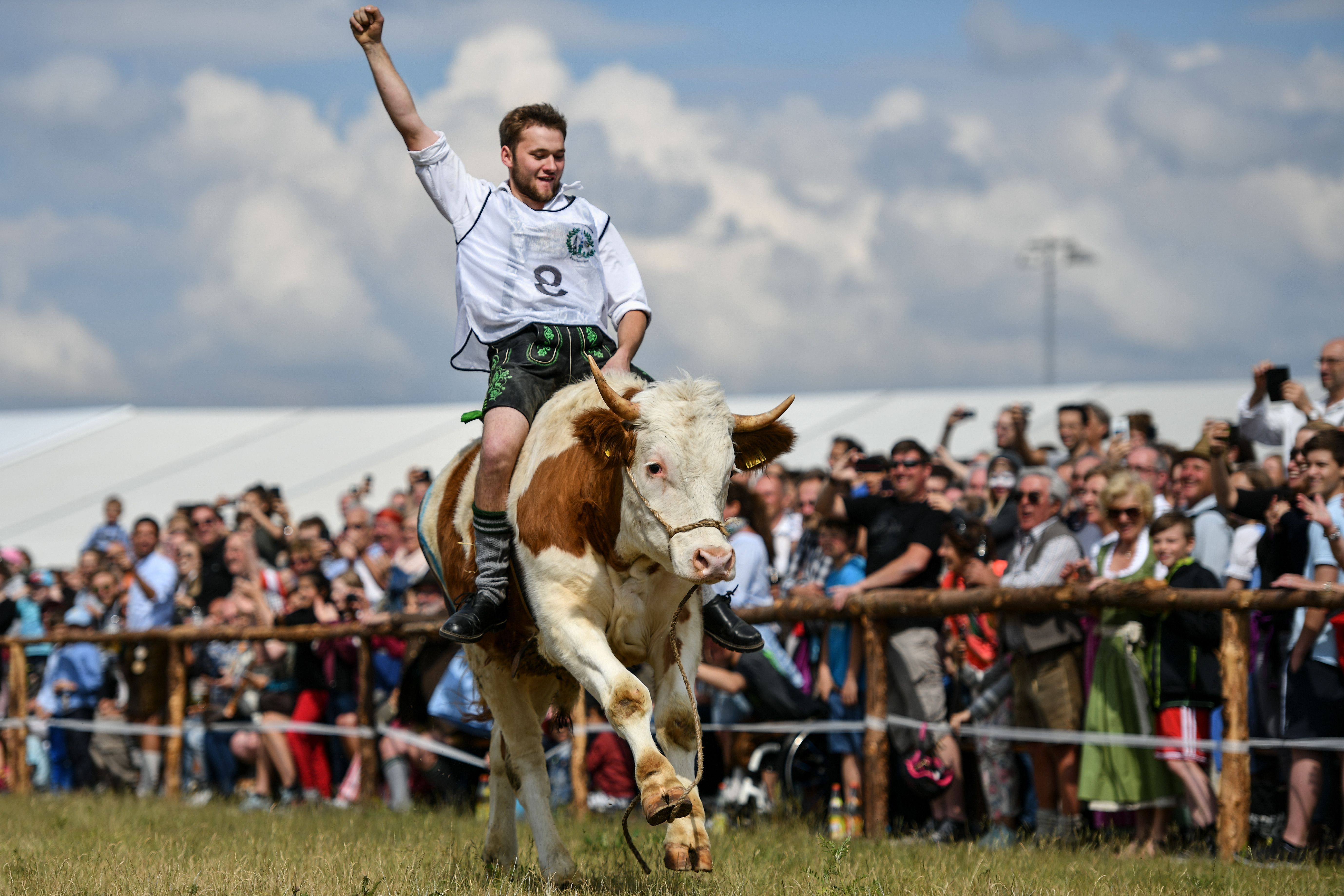 Alex Hintermair clings to his ox Maxl during a race on Ascension in Bavaria on May 10th, 2018, in Taufkirchen, Germany. Ox racing is a sport in Bavaria, though when a Taufkirchen fraternity sought to hold an ox race to celebrate its 125th anniversary the organizers could not find enough male oxen trained for racing, so they broadened the race parameters to include camels. Eight oxen and four camels took part in the 100-meter-long race in a combination of animals that is reportedly a first in Bavarian history.