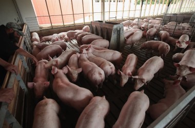 Hogs are raised on Duncan Farms near Polo, Illinois.