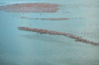 Flamingoes are seen at Lake Amboseli from a spotter plane overhead during a trial run for an aerial animal census at the Amboseli National Park on June 21st, 2018. Amboseli is among the most renowned case studies in the world for elephant population and behavioral factors with the last official count, carried out in the year 2011, yielding some 1,200 animals. Preparations are underway for an aerial census over the 392-square-kilometer park with trial runs kicking off in June.