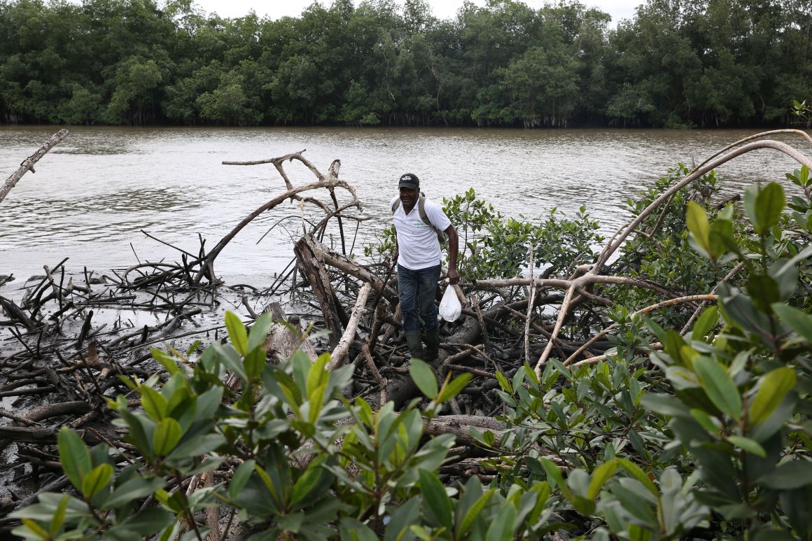 Magloire-Desire Mounganga, an expert from Gabon's National Agency for National Parks, walks over mangroves in the Angondje Nton district of Libreville on May 17th, 2018.