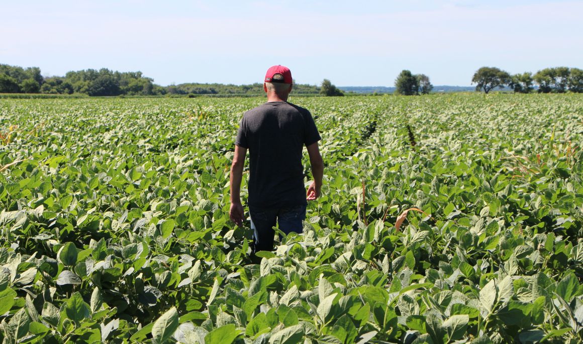 Farmer Terry Davidson walks through his soy fields on July 6th, 2018, in Harvard, Illinois.