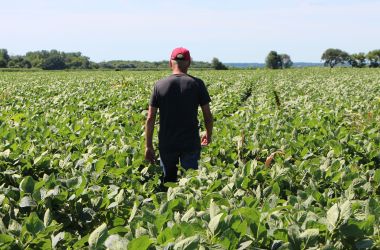 Farmer Terry Davidson walks through his soy fields on July 6th, 2018, in Harvard, Illinois.