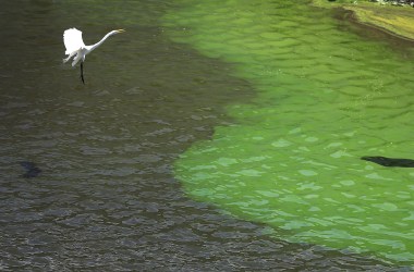 A crane flies over the green algae blooms that are seen at the Port Mayaca Lock and Dam on Lake Okeechobee on July 10th, 2018, in Port Mayaca, Florida.