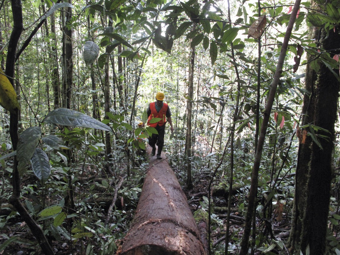 Logging worker in Indonesia.