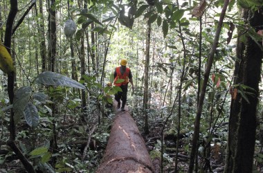 Logging worker in Indonesia.