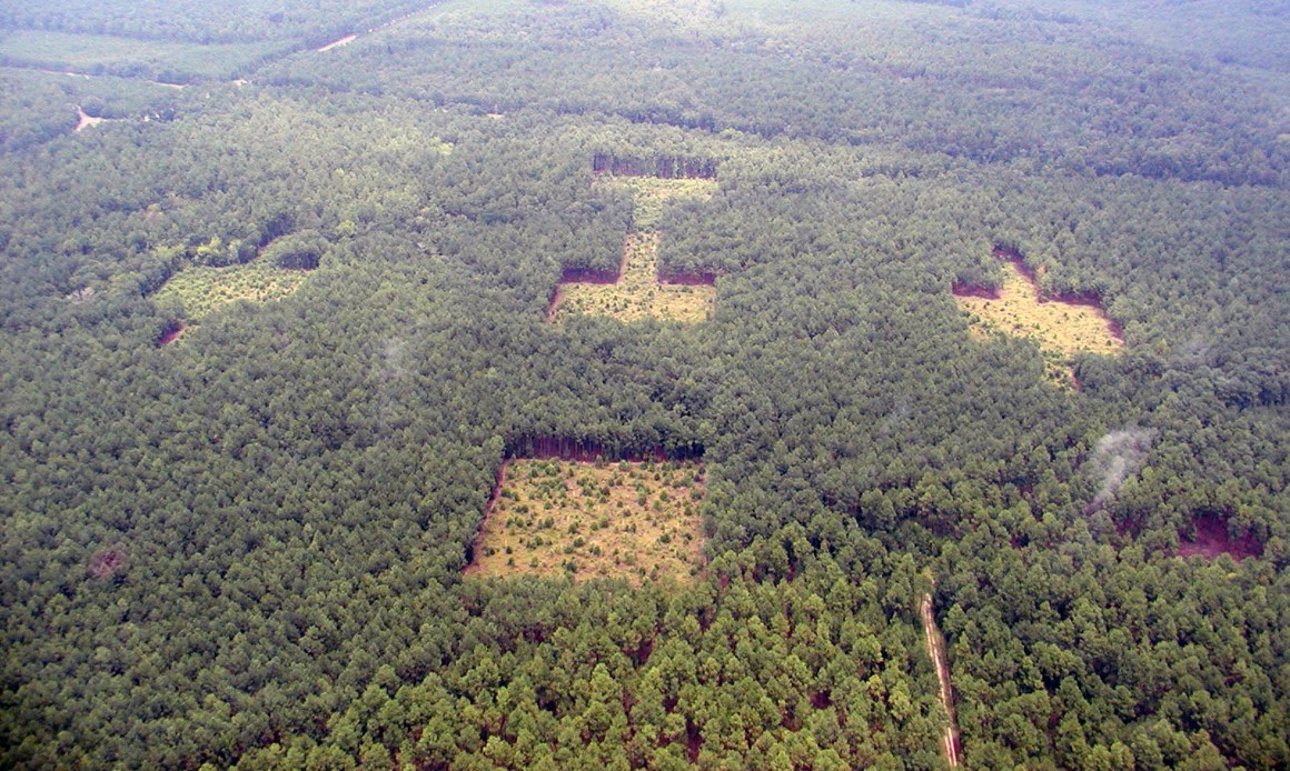 savannah river experimental site, south carolina/Ellen Damschen