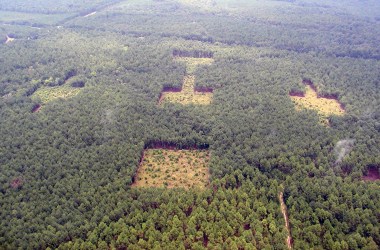 savannah river experimental site, south carolina/Ellen Damschen