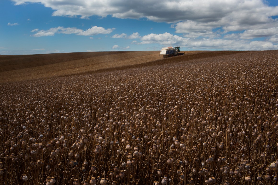 'The poppy harvest in Forth, a fertile farming region along Tasmania's northern coast.' // Tasmania Poppy Opioid Crisis Thebaine