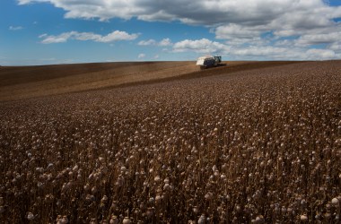 'The poppy harvest in Forth, a fertile farming region along Tasmania's northern coast.' // Tasmania Poppy Opioid Crisis Thebaine