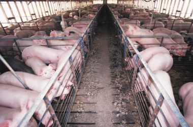 Hogs are enclosed in a barn at a concentrated animal feeding operation.