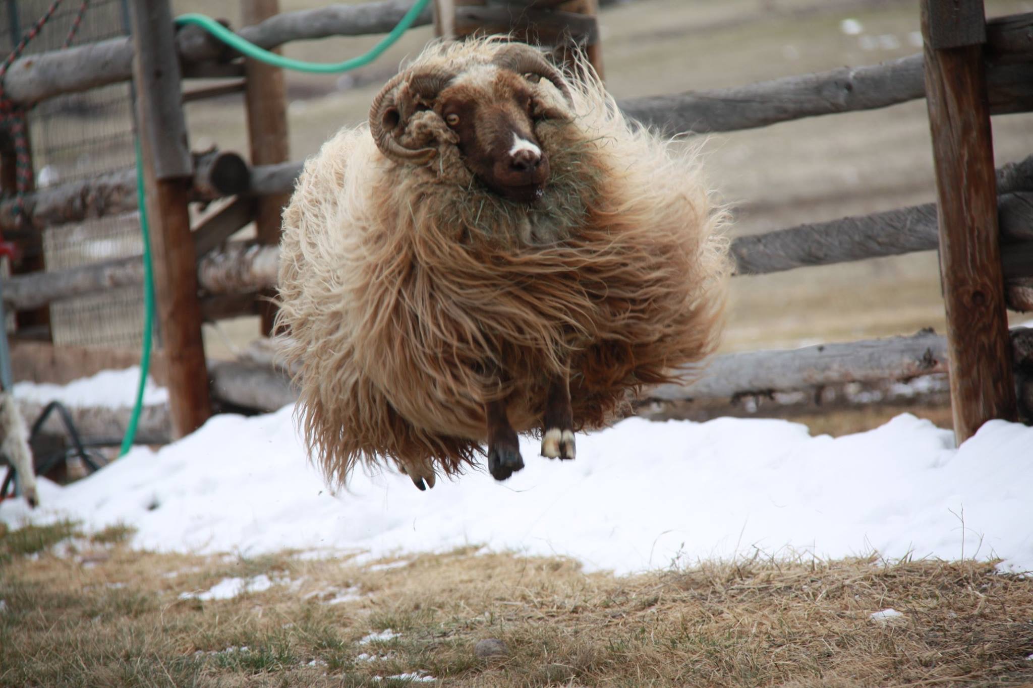 An Icelandic sheep, mid-air, at Houston's ranch.