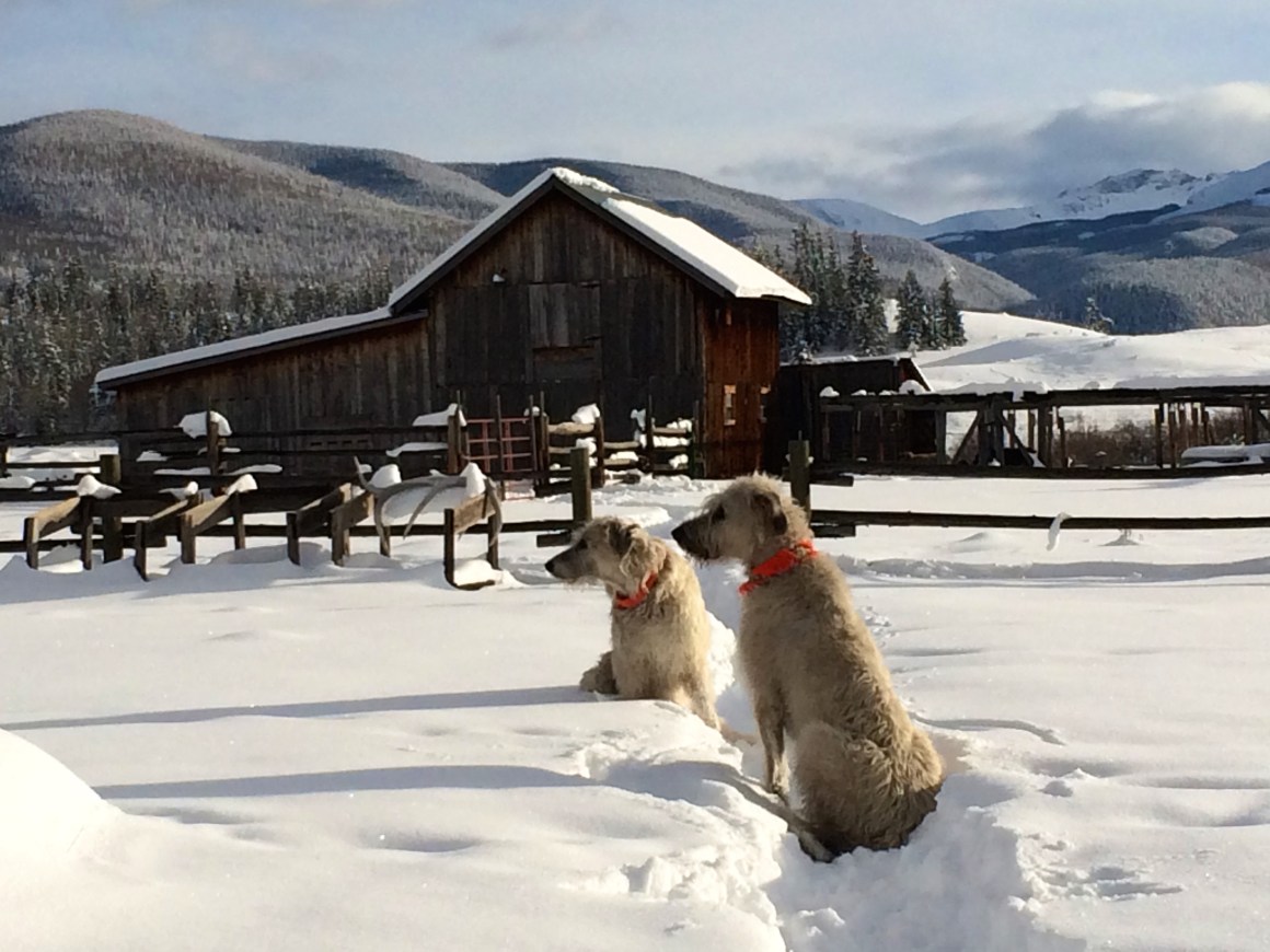 Pam Houston Irish wolfhounds Colorado