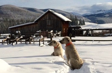 Pam Houston Irish wolfhounds Colorado