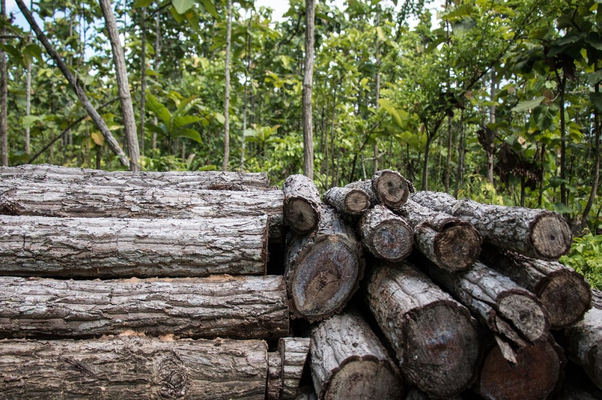 Wood that was cut for charcoal production near Katha, Myanmar. Villages in this area used to cut teak and other valuable trees for export, but have since started producing charcoal. The charcoal being exported to China can be made from any tree, regardless of size or kind. This amount of trees could produce about 150 bags of charcoal.