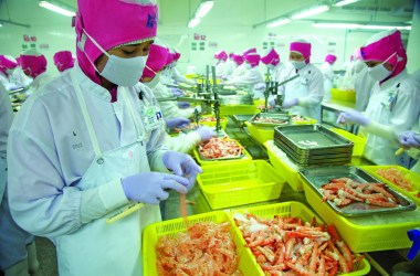 Burmese migrant workers peel shrimp at a processing factory in Thailand's Samut Sakhon province.