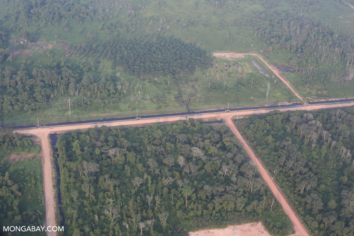 Fragmented forest in Indonesia. Research shows that more highly fragmented habitats increase the likelihood species will go extinct.