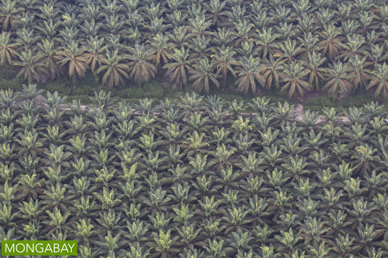 A sea of oil palm on Indonesia's main western island of Sumatra.