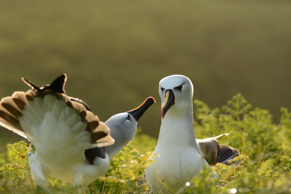 Atlantic yellow-nosed albatross on Gough Island.