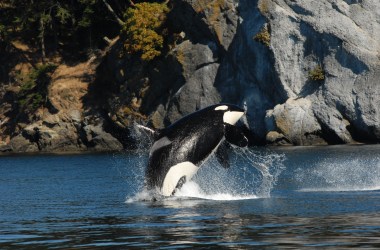 orca