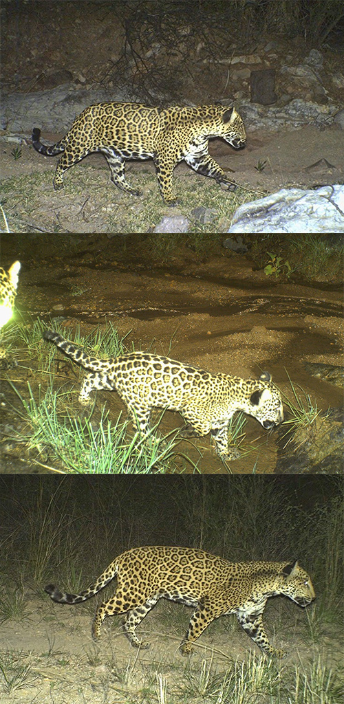 Jaguars photographed at night.