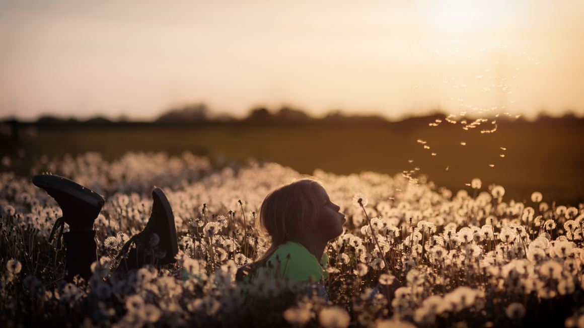 Child field dandelions