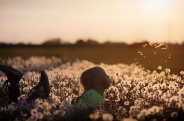 Child field dandelions