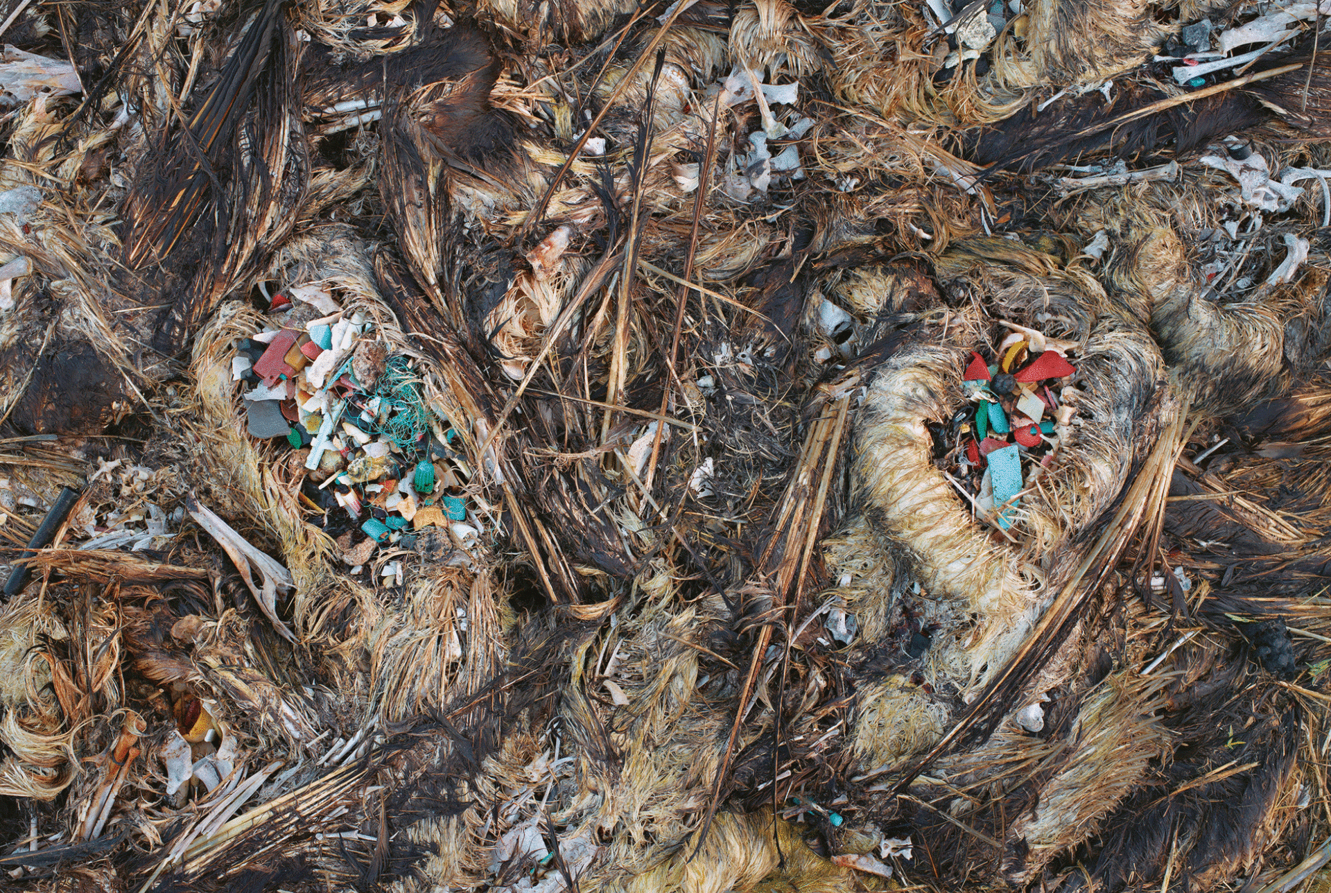 Some of the Laysan albatrosses on Midway die from stomach punctures. Others slowly starve, weak and weighted down, their bellies full but empty of anything to nourish them. Their bodies litter the ground. Some wash broken in the waves, their great wings trailing behind them.