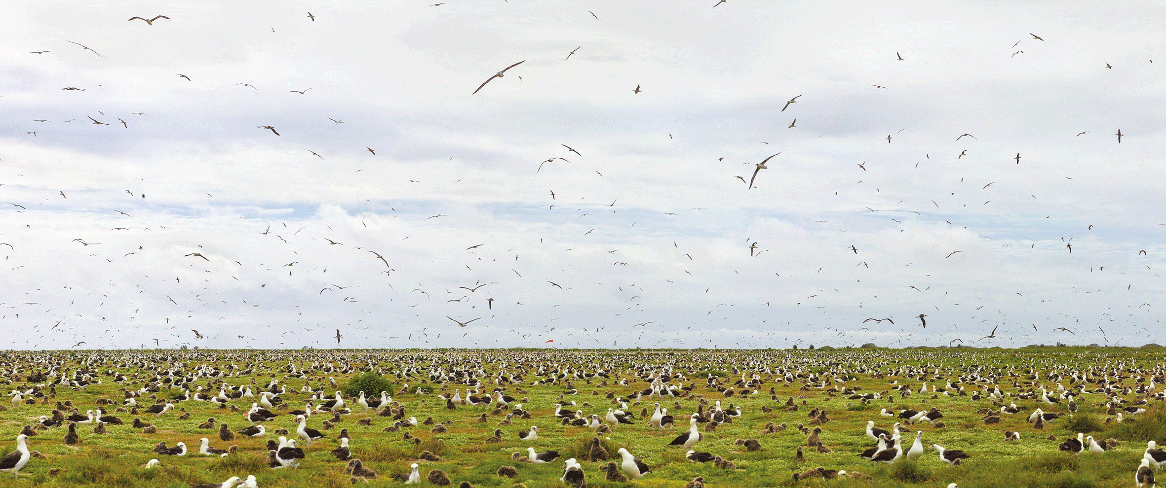 Before young Laysan albatrosses can leave Midway, the remote atoll where most of them grow up, they must literally purge their infancy. But thousands, handicapped by a diet of plastic from the Great Pacific Garbage Patch, find themselves unable to ever leave the ground.