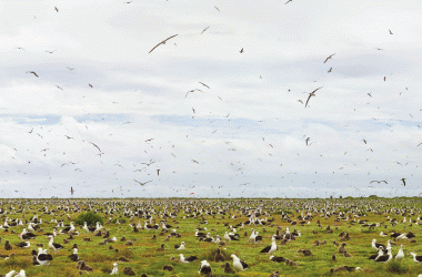 Before young Laysan albatrosses can leave Midway, the remote atoll where most of them grow up, they must literally purge their infancy. But thousands, handicapped by a diet of plastic from the Great Pacific Garbage Patch, find themselves unable to ever leave the ground.