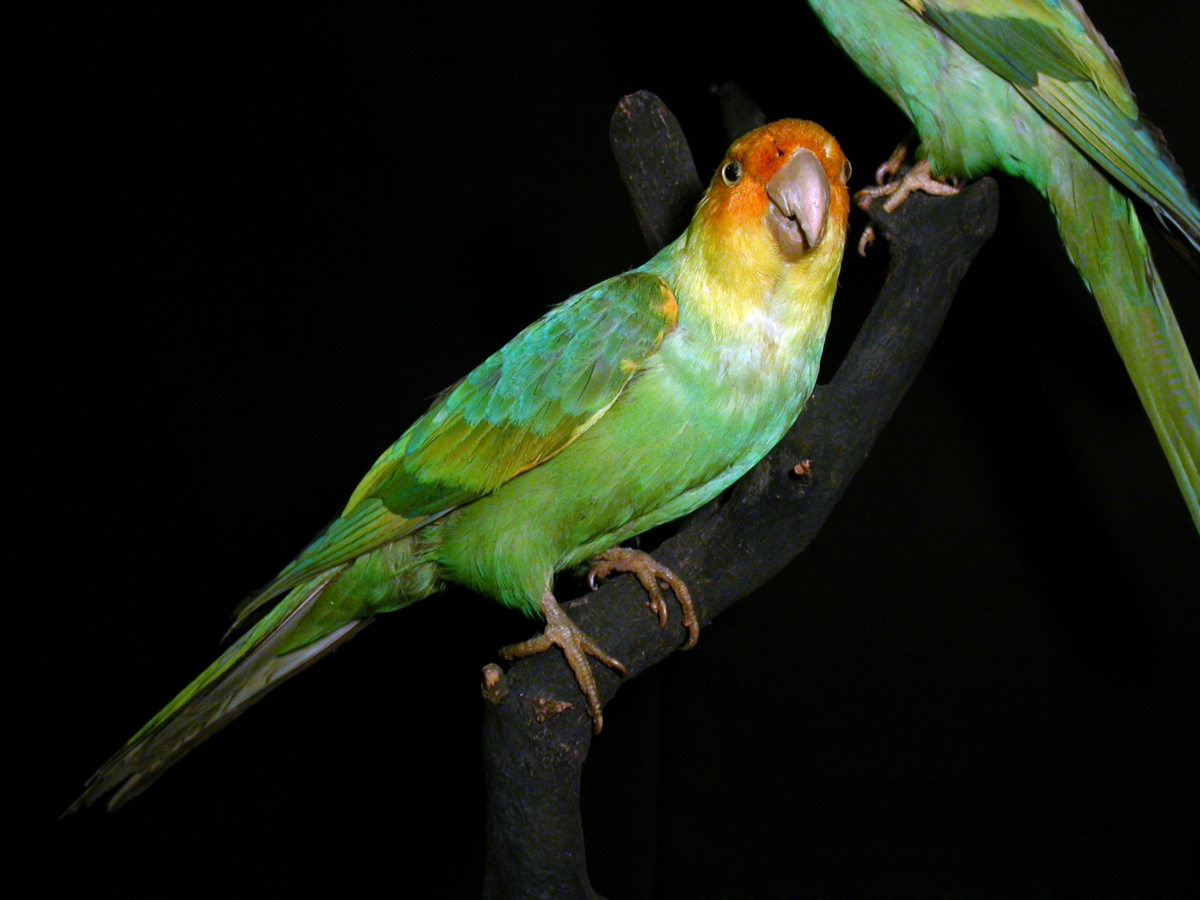 Mounted specimen of the Carolina parakeet in the Museum Wiesbaden, Wiesbaden, Germany.