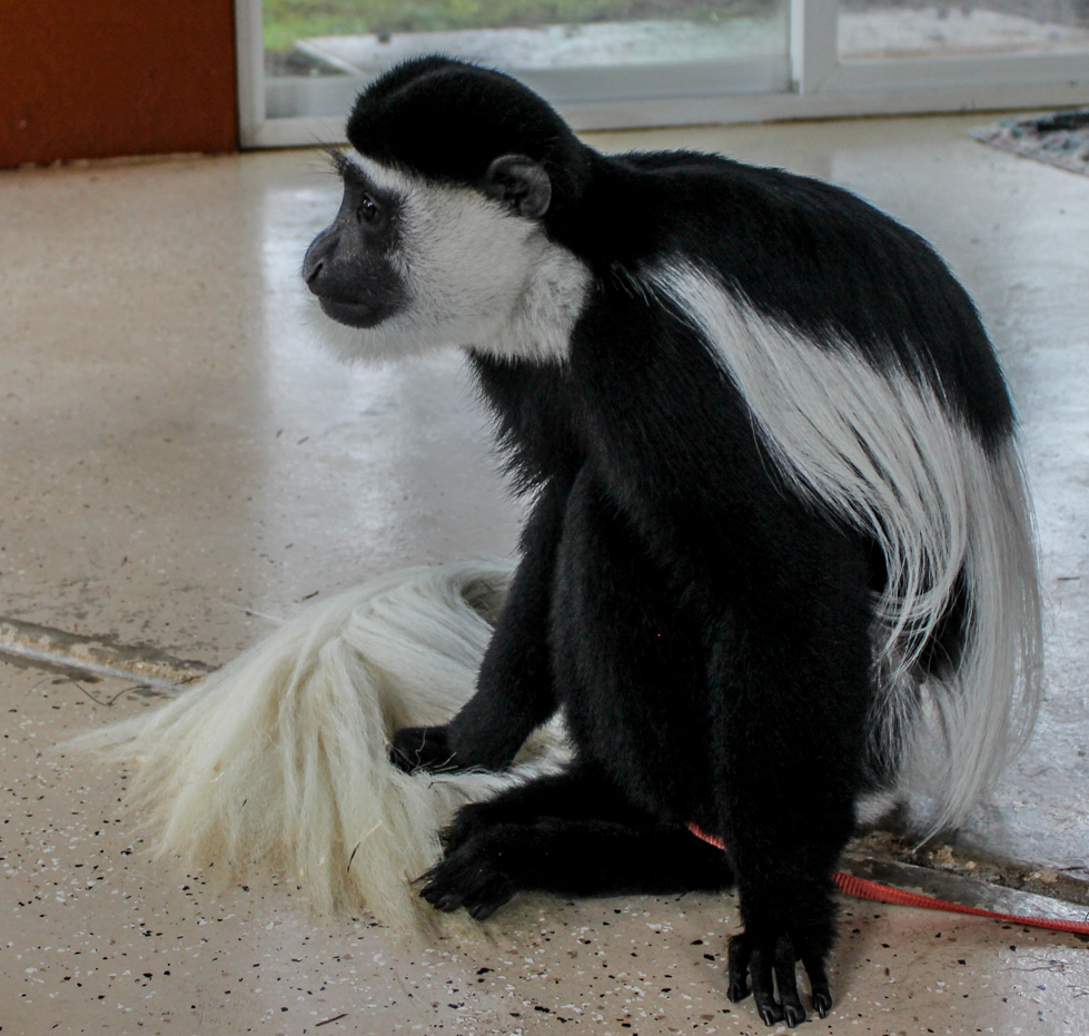 A black-and-white colobus monkey.