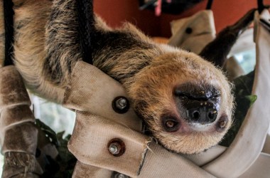 A sloth at the Sloth Center in Rainier, Oregon.