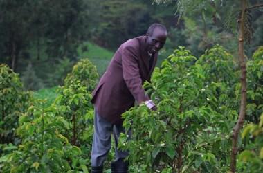 Cherangani farmer Kongolel Masai Kangonyei with his intercropped coffee trees.