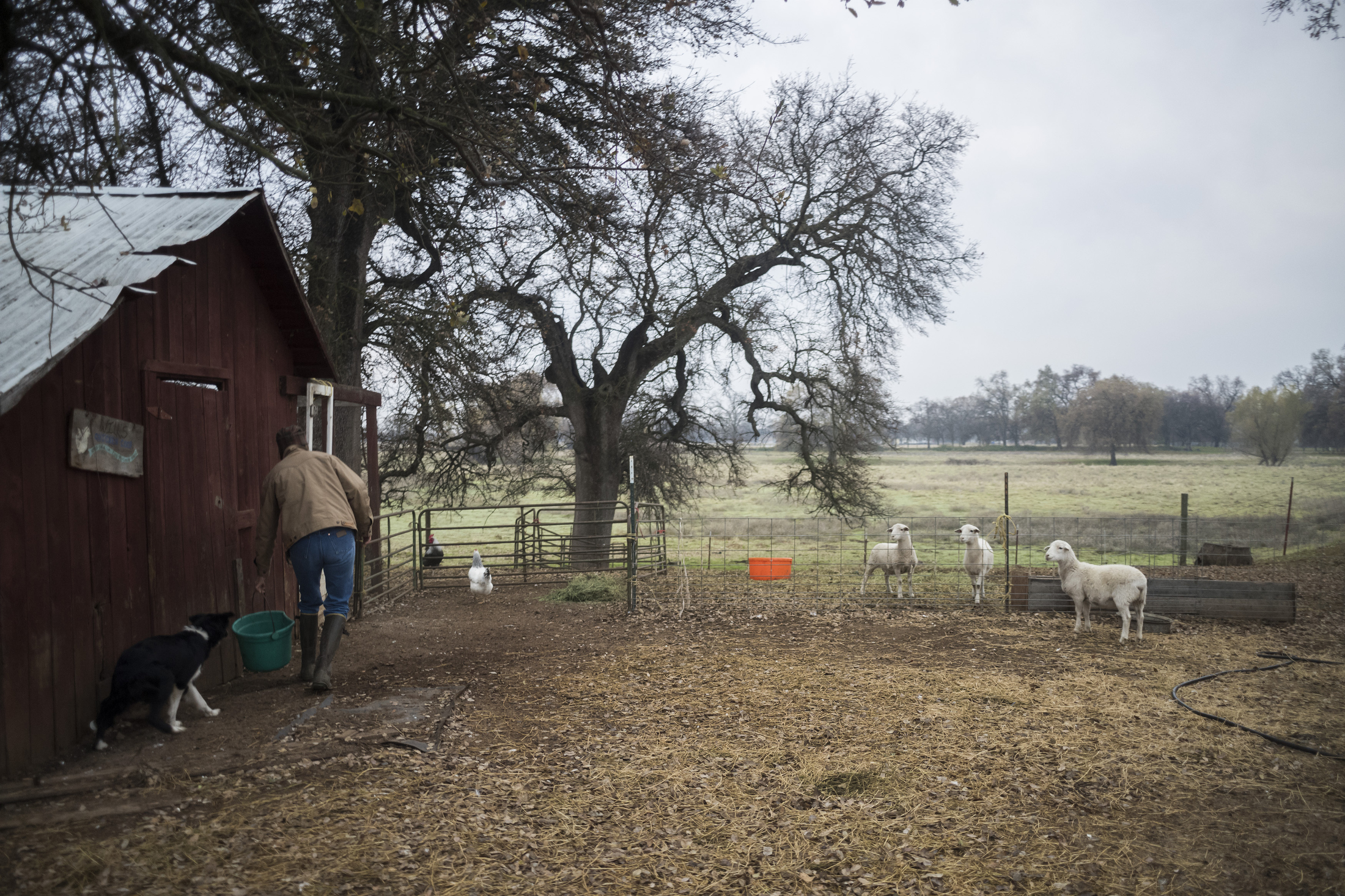 Owens cares for the livestock on her ranch in Los Molinos, California.