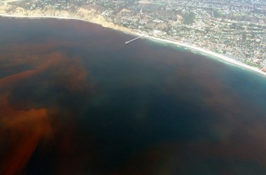 Dead zones are often caused by the decay of algae during algal blooms, like this one off the coast of San Diego, California.