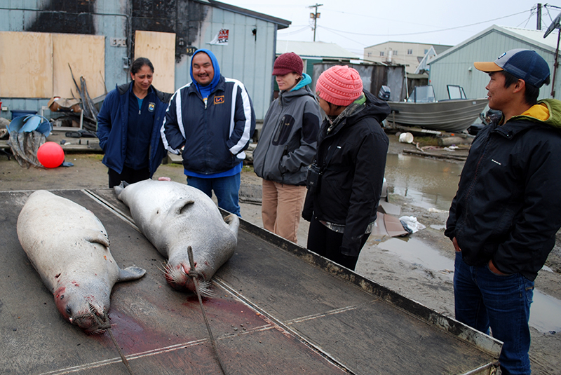 Standing outside a home in Utqiaġvek, Alaska, ANSEP student and U.S. Fish and Wildlife intern Randall Friendly (far right), listens as locals talk about the boat crew that caught these two seals.