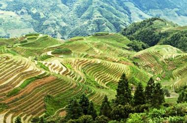 The Longji terrace in Guangxi, China.