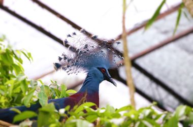 A victorian crowned pigeon, a species native to Papua New Guinea.