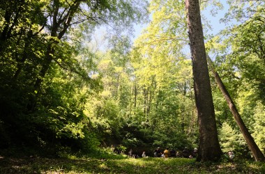 A Forest Listening Room at Robinson's Cave in Wayne National Forest in May.