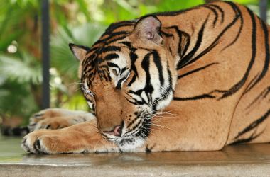 Sleeping tiger