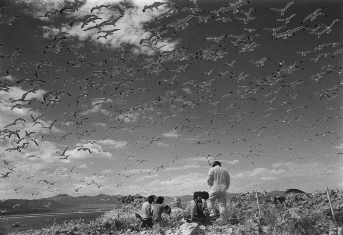 Research on the population size and reproductive success of Mono Lake's California Gulls began in 1983.