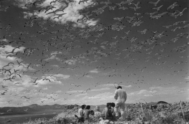 Research on the population size and reproductive success of Mono Lake's California Gulls began in 1983.