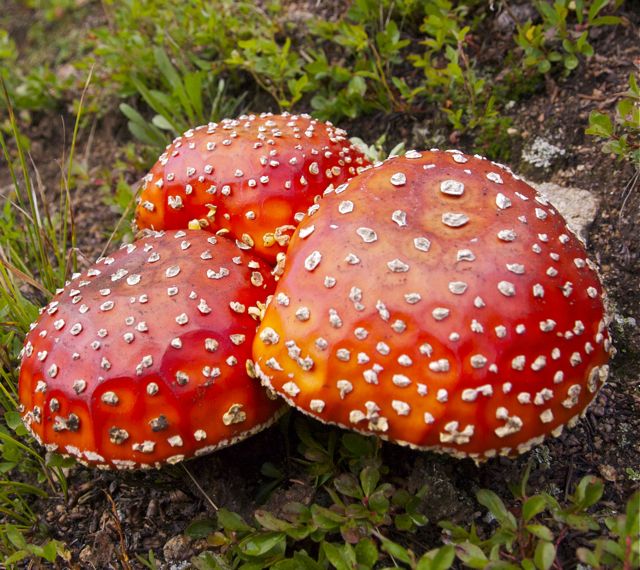 A trio of fly agarics (Amanita muscaria) growing near Loveland Pass, Colorado. These colorful mushrooms were used by native Siberian shamans for vision quests and, sliced into a bowl of milk, can also act as a fly poison, hence its name.