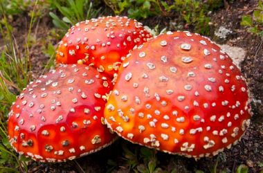 A trio of fly agarics (Amanita muscaria) growing near Loveland Pass, Colorado. These colorful mushrooms were used by native Siberian shamans for vision quests and, sliced into a bowl of milk, can also act as a fly poison, hence its name.