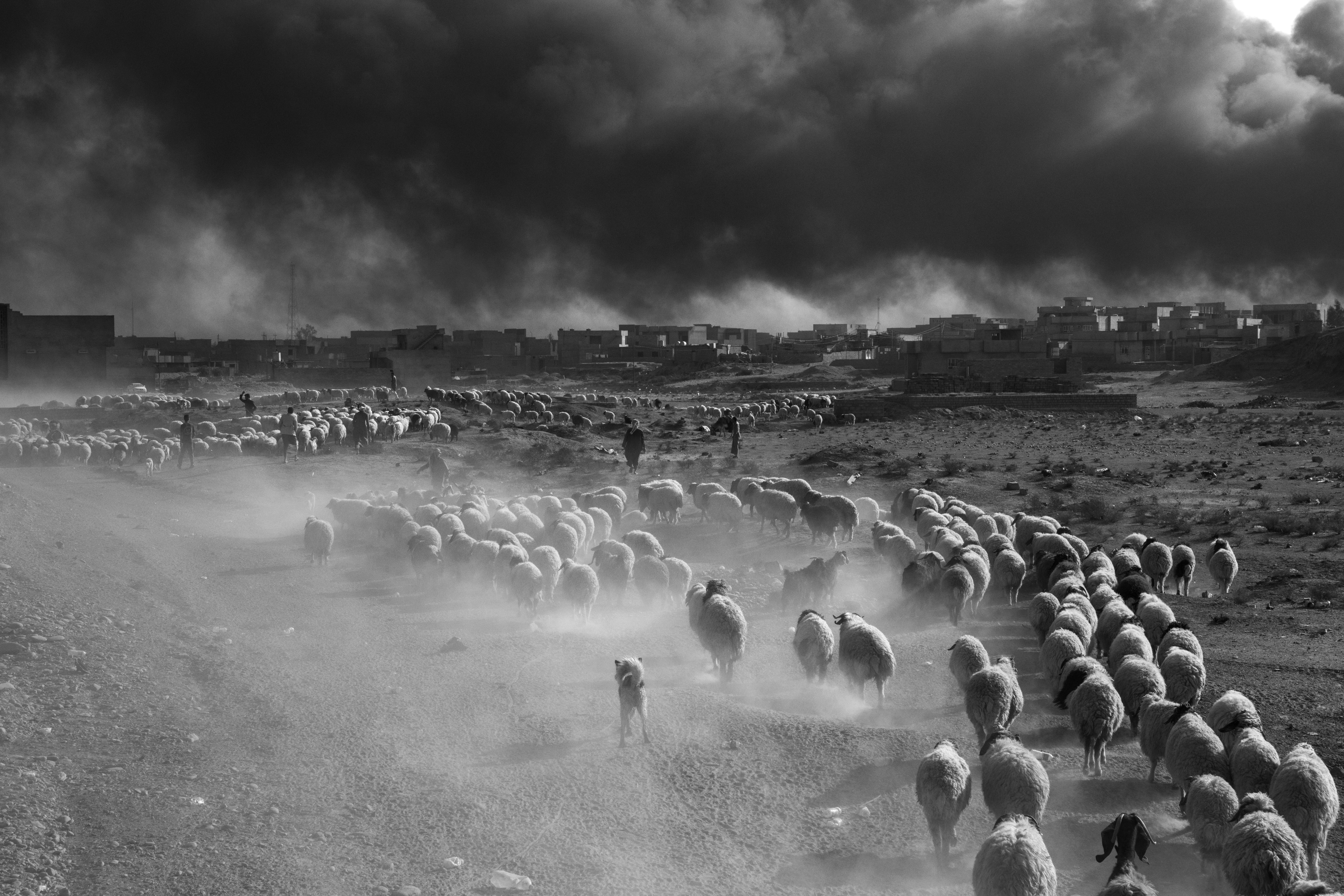 Qayyarah, Iraq, 2016: Farmers flee ISIS territory with their herds of sheep.