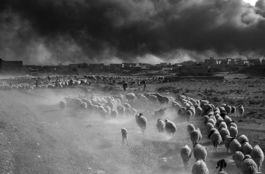 Qayyarah, Iraq, 2016: Farmers flee ISIS territory with their herds of sheep.