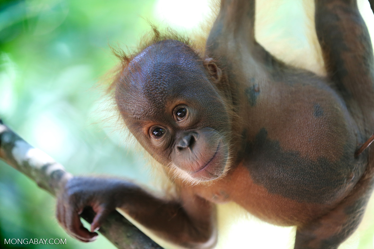 A baby orangutan in North Sumatra, Indonesia. Along with habitat loss due to mining, orangutans in both Sumatra and Borneo are threatened by fires and deforestation for oil palm and pulp plantations.